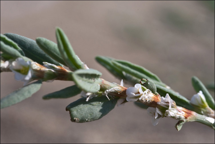 Polygonum maritimum