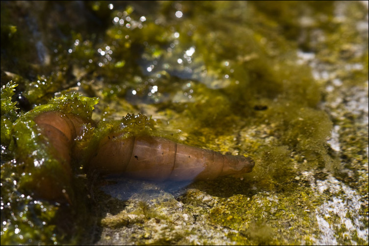 Larva di?