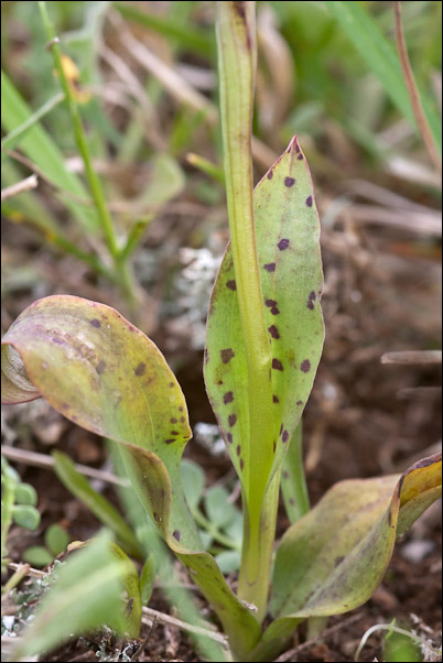 Neotinea maculata?