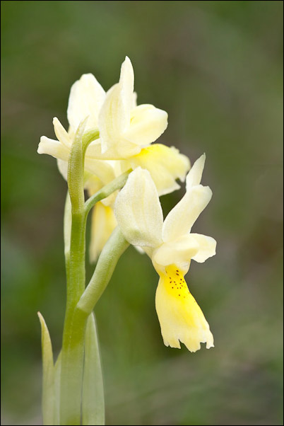 Orchis pauciflora