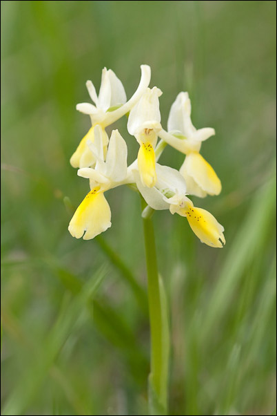 Orchis pauciflora