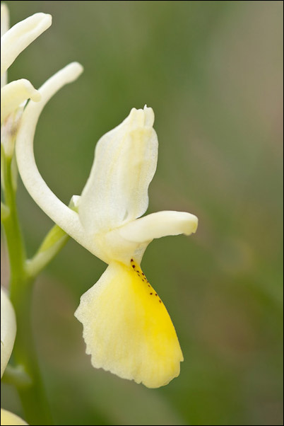 Orchis pauciflora