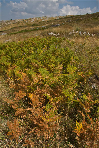 Cheiracanthium sp.