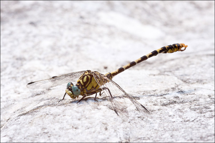 Due Odonata abruzzesi