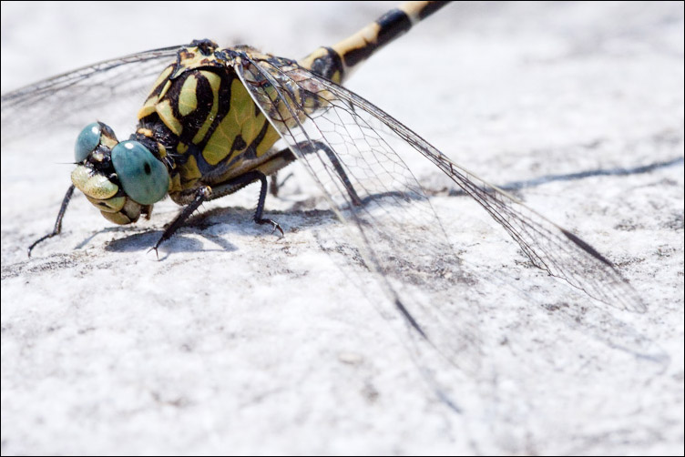 Due Odonata abruzzesi