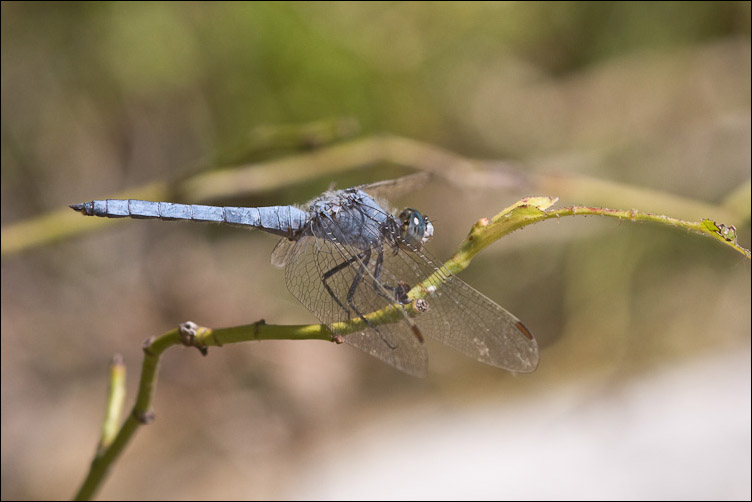 Due Odonata abruzzesi