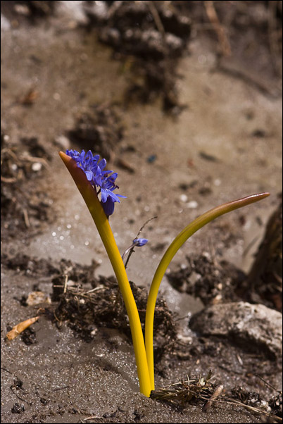 Scilla di valanga - Scilla bifolia