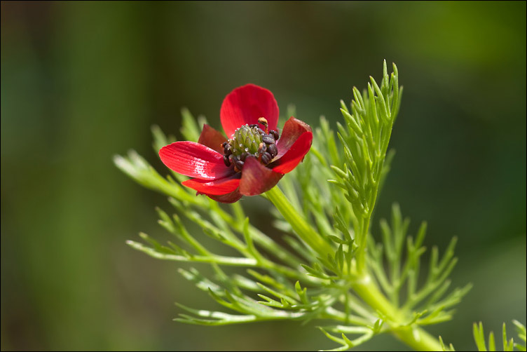 Adonis annua / Adonide annua