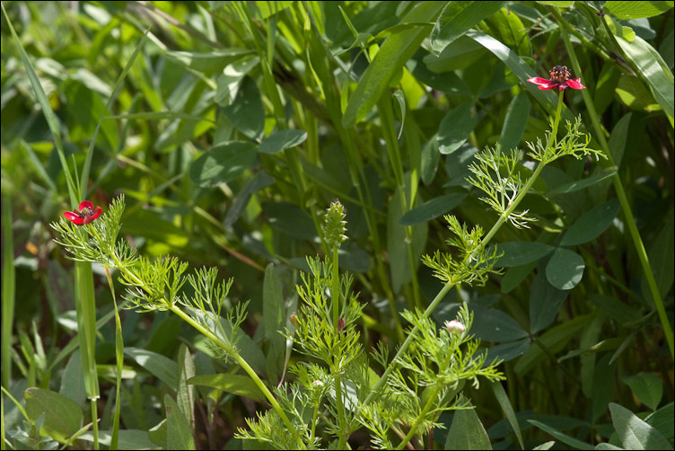 Adonis annua / Adonide annua