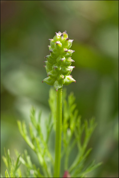 Adonis annua / Adonide annua