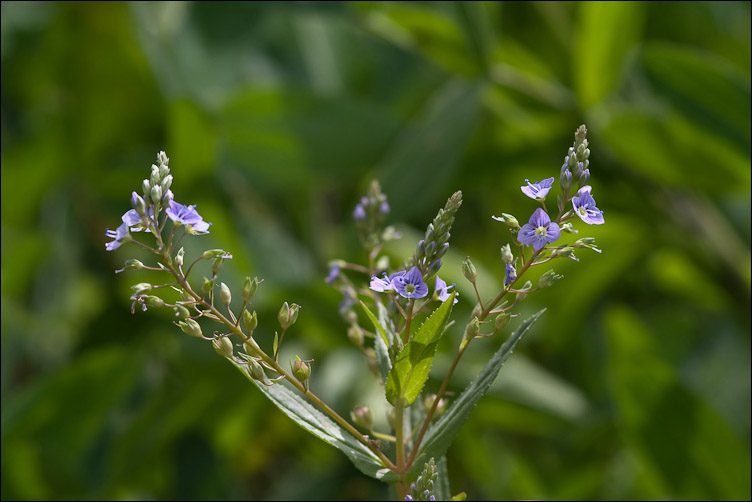 Veronica anagallis-aquatica