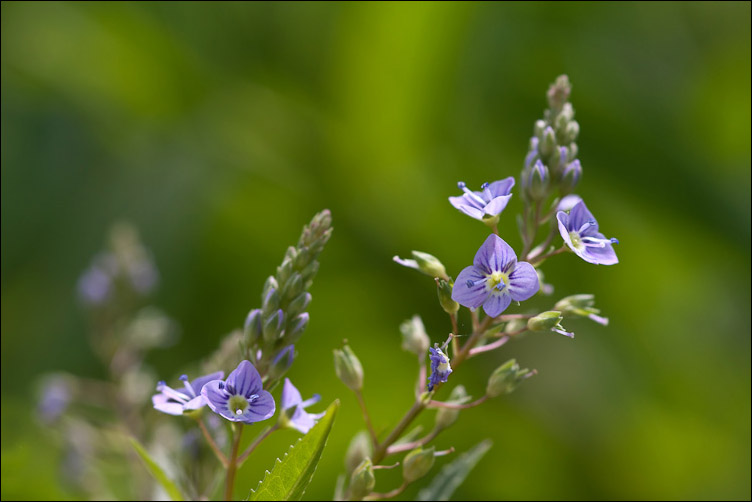 Veronica anagallis-aquatica