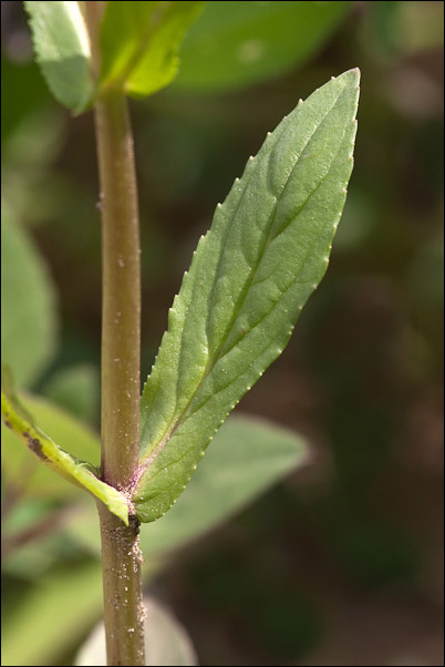 Veronica anagallis-aquatica