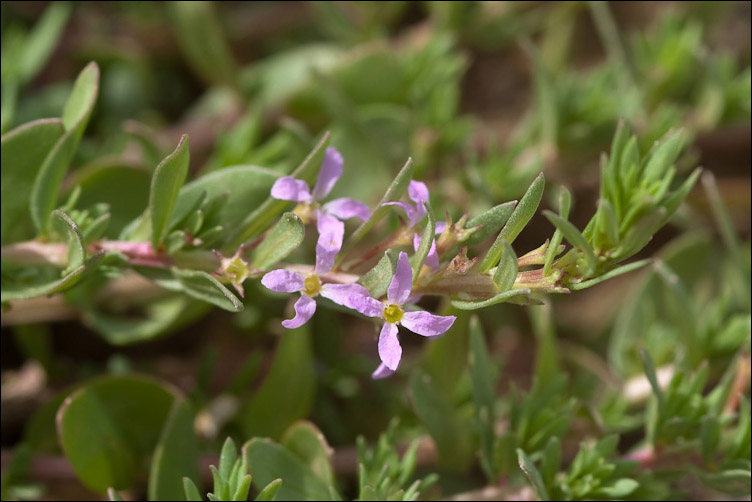 Lythrum hyssopifolia