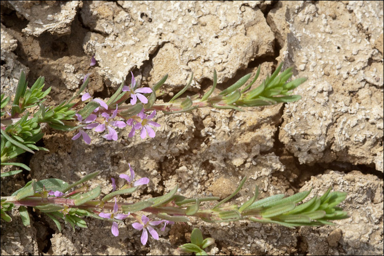 Lythrum hyssopifolia