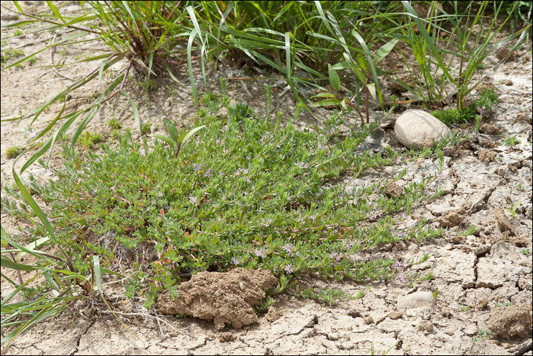 Lythrum hyssopifolia