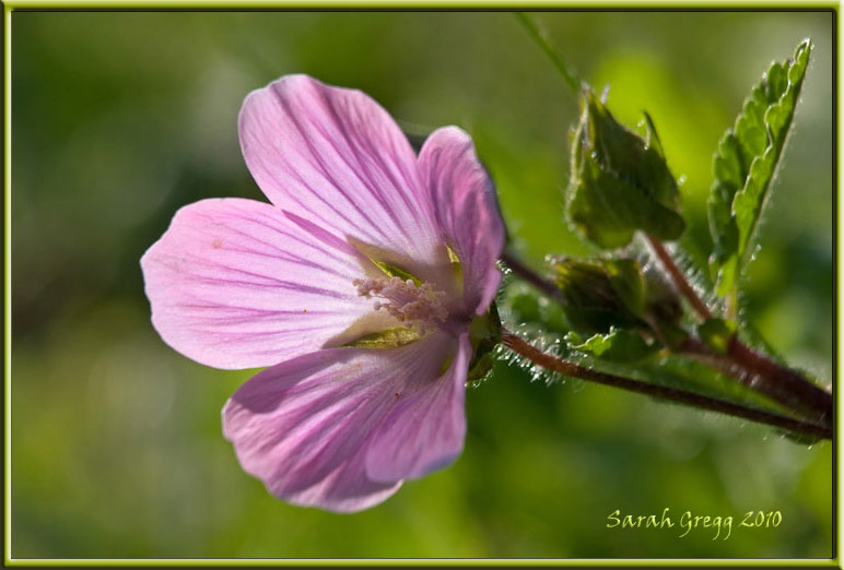 Malope malacoides / Malobe