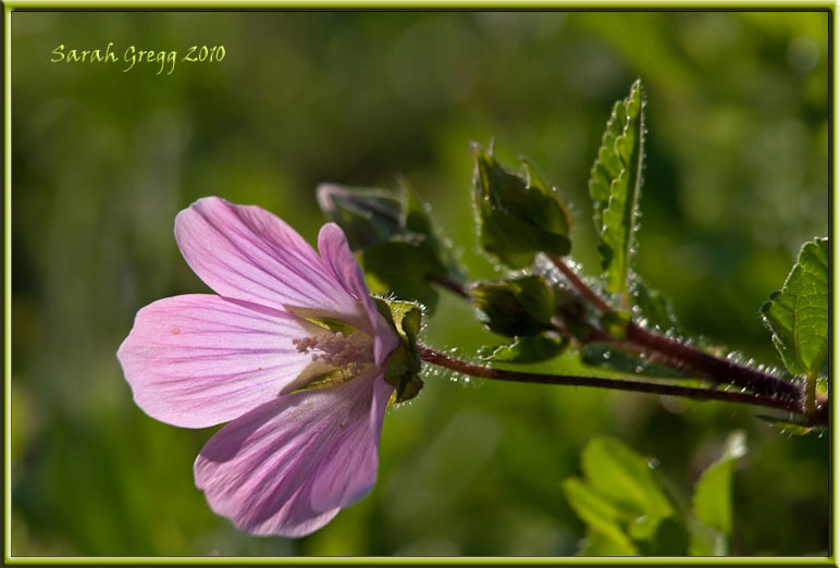 Malope malacoides / Malobe