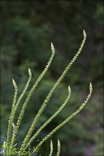 Reseda luteola / Reseda biondella