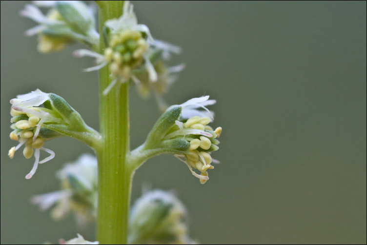 Reseda luteola / Reseda biondella