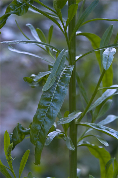 Reseda luteola / Reseda biondella