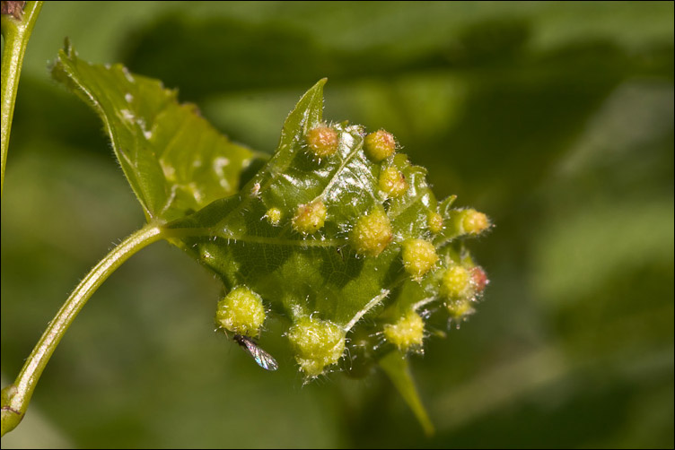 Sulla foglia di una vigna rinselvatichita: Philloxera