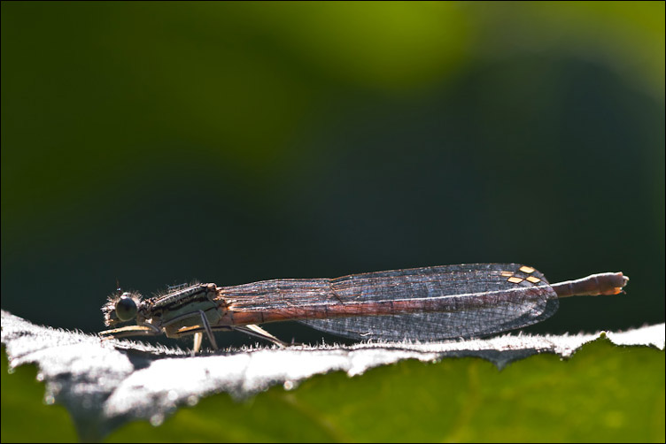 Odonata bolognese - Platycnemis pennipes (femmina)