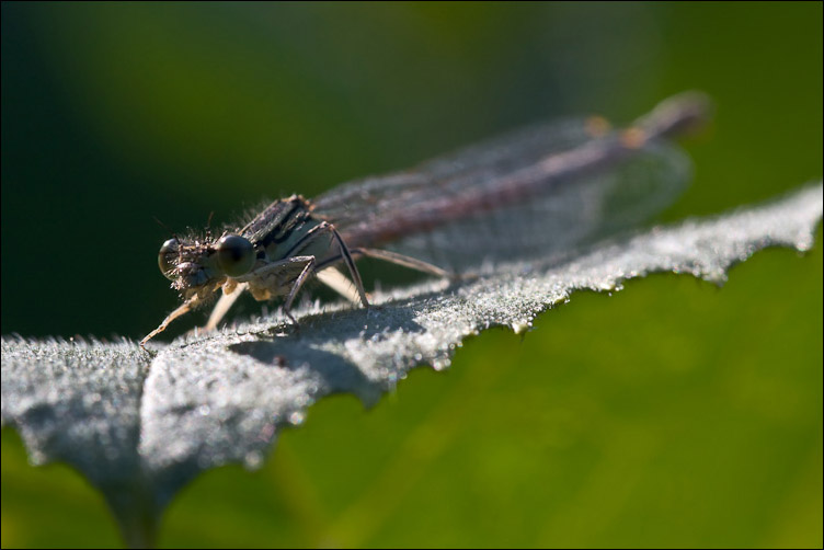 Odonata bolognese - Platycnemis pennipes (femmina)