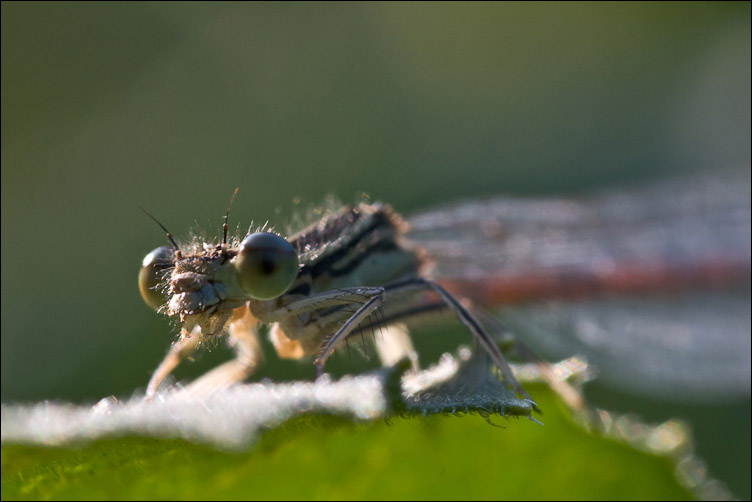 Odonata bolognese - Platycnemis pennipes (femmina)