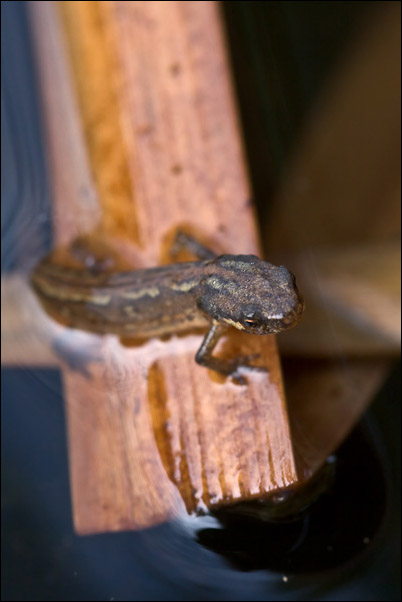 Chi sar? - Lissotriton vulgaris meridionalis