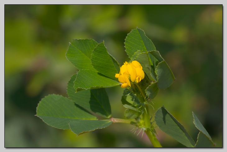 Piccolo Fabaceae della sabbia