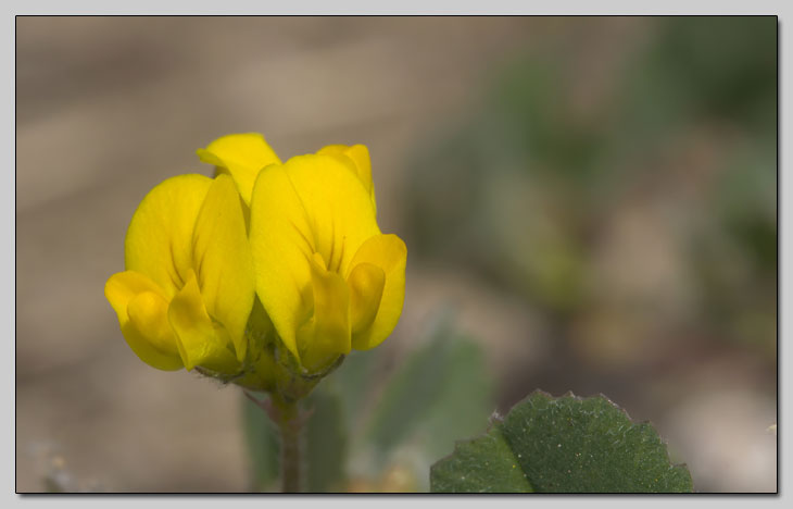 Piccolo Fabaceae della sabbia