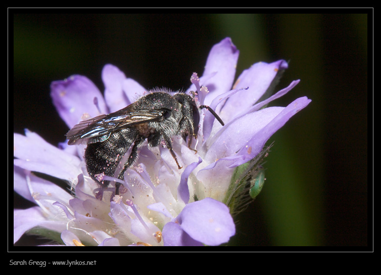 Il viaggio continua... Apidae Megachilinae: Osmia sp. o Hoplitis sp.