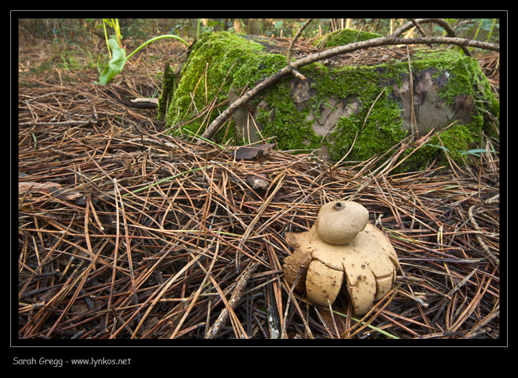 Due Geastrum a confronto