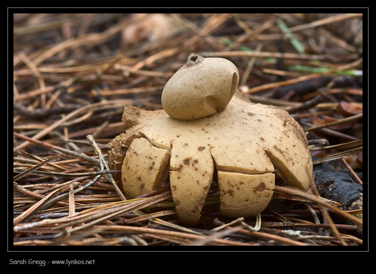 Due Geastrum a confronto