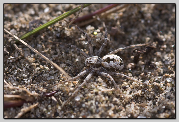 Ragni da spiaggia (Arctosa sp. e Tanathus sp.)