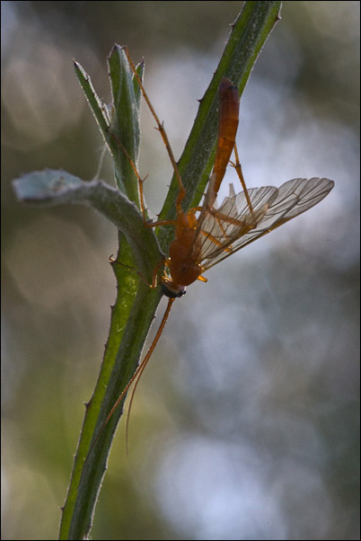 Ichneumonidae Tryphoninae : Netelia sp.