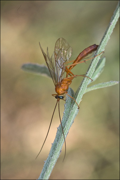 Ichneumonidae Tryphoninae : Netelia sp.