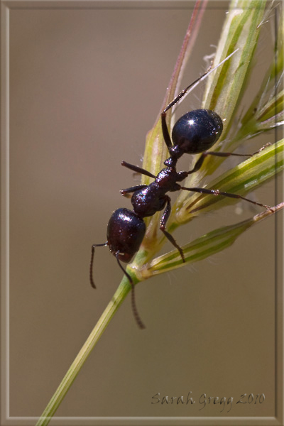 Una specie di Messor? Messor cfr meridionalis