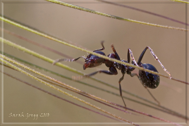 Una specie di Messor? Messor cfr meridionalis