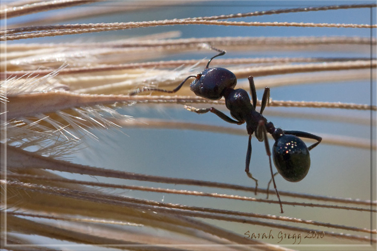 Una specie di Messor? Messor cfr meridionalis