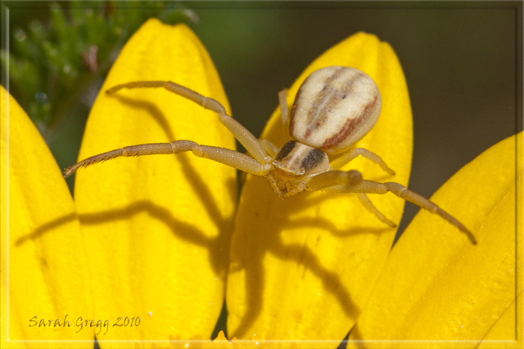 Runcinia  grammica