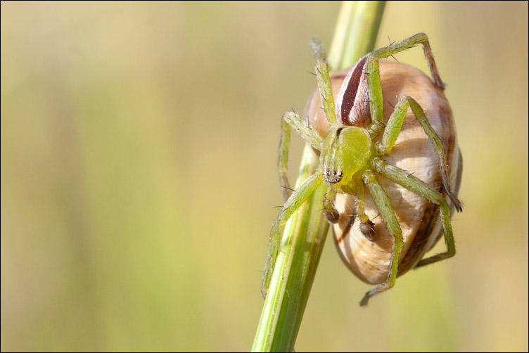 Micrommata ligurina