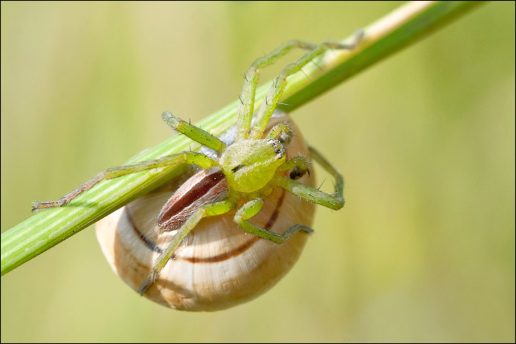 Micrommata ligurina