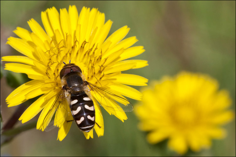 Scaeva pyrastri  Eupeodes corollae ♂ (Syrphidae)