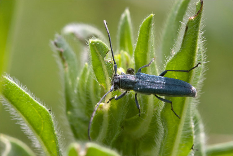 Potrebbe essere Phytoecia coerulescens? Si!