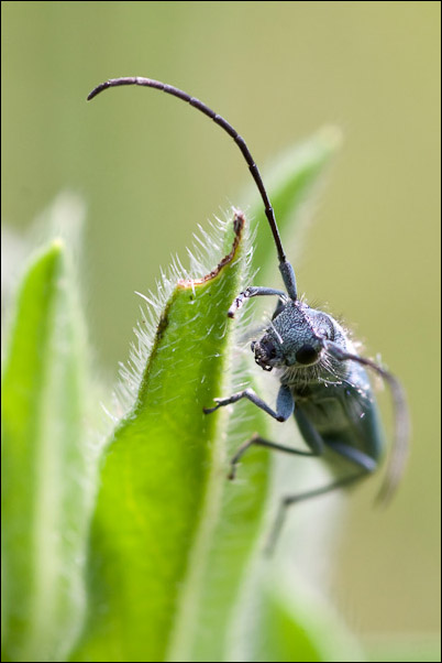 Potrebbe essere Phytoecia coerulescens? Si!