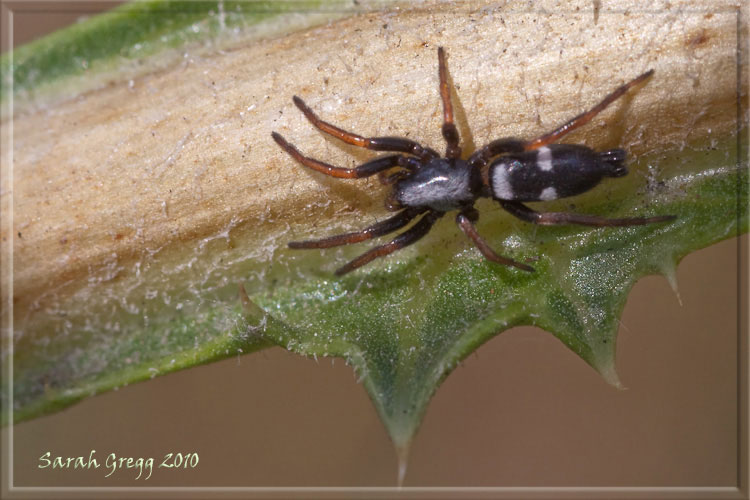 Chiedo conferma per Aphantaulax trifasciata