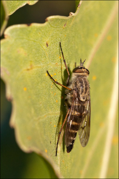 Thereva cf. bipunctata (Therevidae)