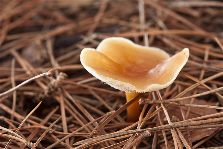 Il primo della stagione... Micromphale?